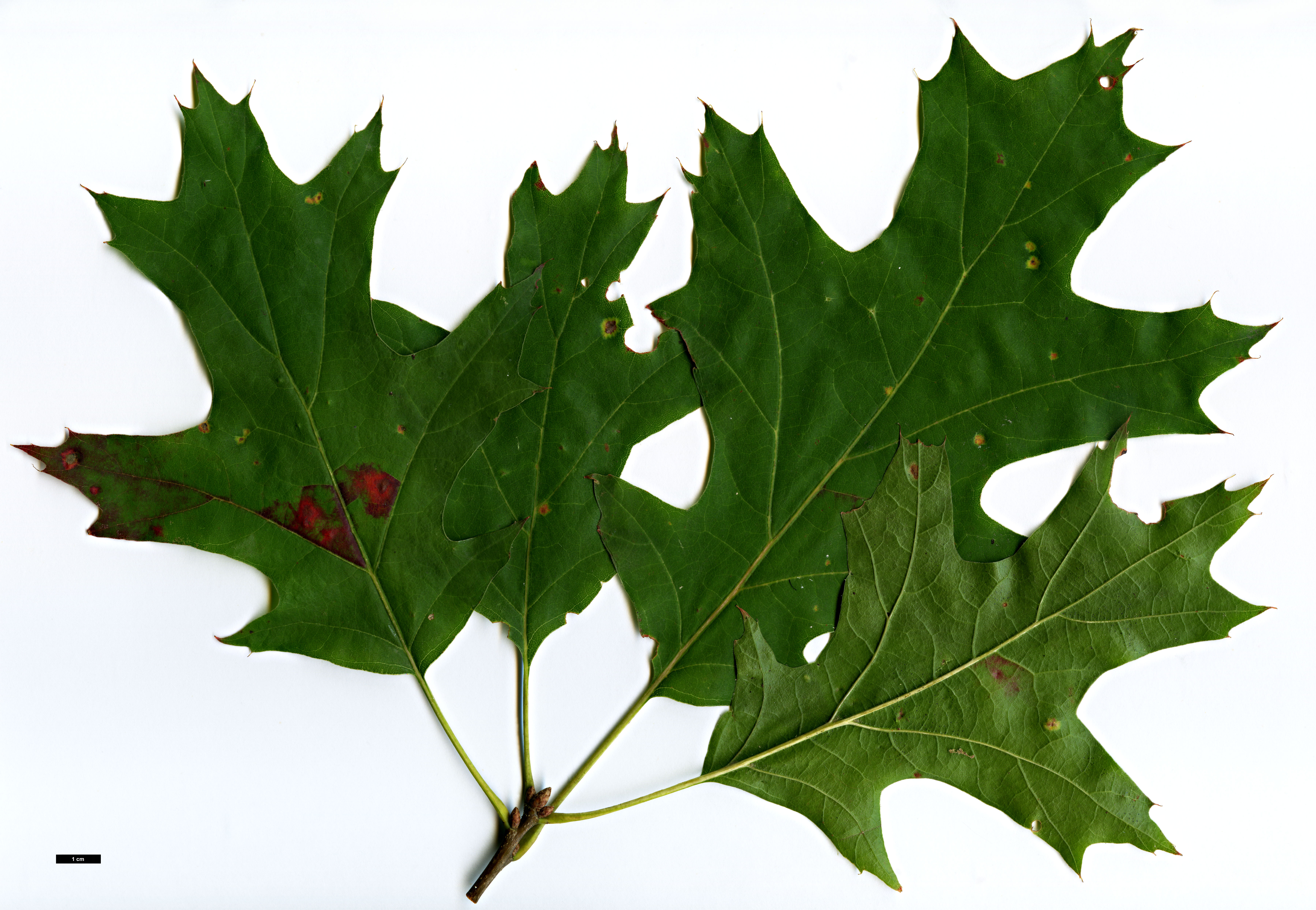 High resolution image: Family: Fagaceae - Genus: Quercus - Taxon: ×benderi (Q.coccinea × Q.rubra)